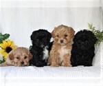 Small Photo #2 ShihPoo Puppy For Sale in QUARRYVILLE, PA, USA