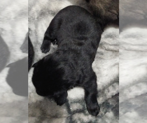 Medium Photo #1 German Shepherd Dog Puppy For Sale in BEAVER, OH, USA