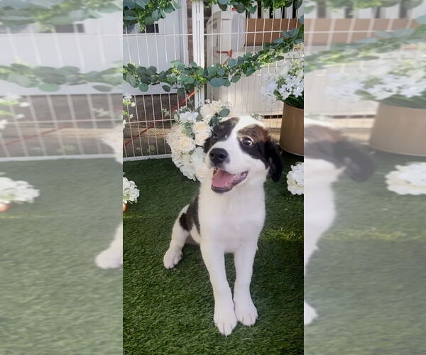 Medium Photo #13 Great Pyrenees Puppy For Sale in Spring, TX, USA