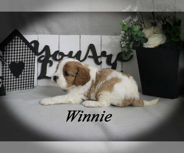 Medium Photo #13 Cavalier King Charles Spaniel Puppy For Sale in CHANUTE, KS, USA