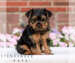 Small #2 Yorkshire Terrier