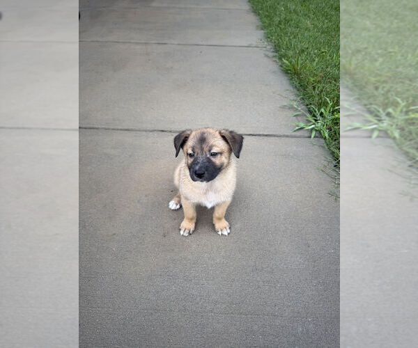 Medium Photo #3 German Shepherd Dog-Unknown Mix Puppy For Sale in Raleigh, NC, USA