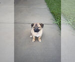 Small #2 German Shepherd Dog Mix