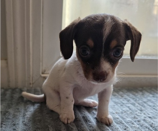 Medium Photo #13 Dachshund-Shorkie Tzu Mix Puppy For Sale in WILMINGTON, NC, USA