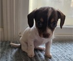 Small #2 Dachshund-Shorkie Tzu Mix