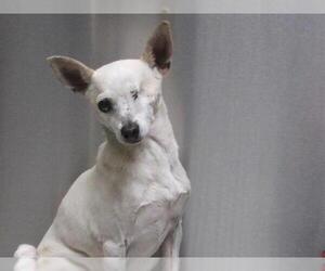 Chihuahua Dogs for adoption in Orange, CA, USA