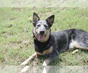 Mutt Dogs for adoption in Abbeville, LA, USA