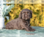 Puppy Dottie Cocker Spaniel