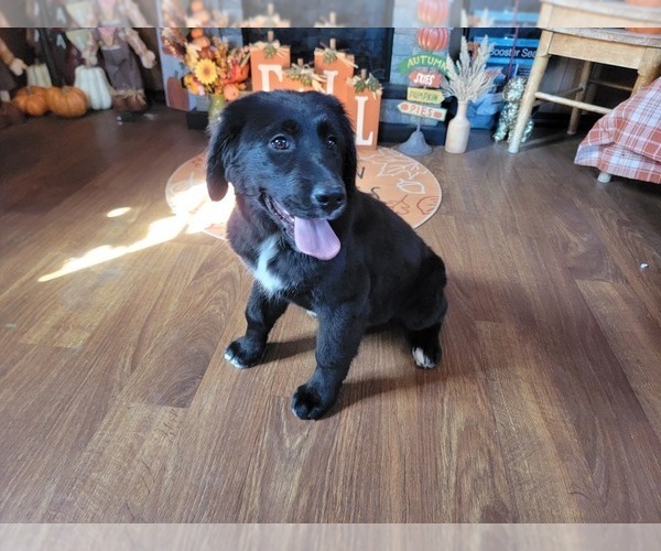 Medium Photo #4 Golden Mountain Dog Puppy For Sale in BLACK FOREST, CO, USA