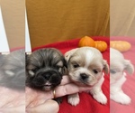 Small Photo #7 Pekingese Puppy For Sale in PLANO, TX, USA
