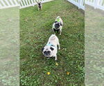 Small #3 Pug