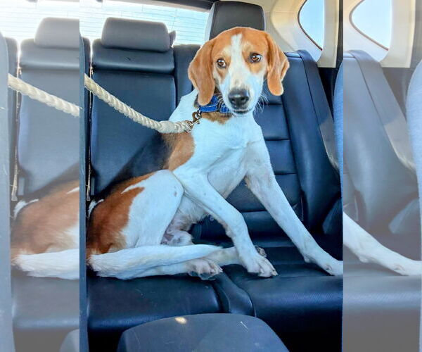 Medium Photo #8 Mutt Puppy For Sale in Rustburg, VA, USA