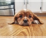 Puppy Charlie Cavalier King Charles Spaniel