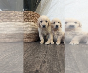English Cream Golden Retriever Puppy for sale in SACRAMENTO, CA, USA