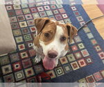 Small #7 Labrador Retriever Mix