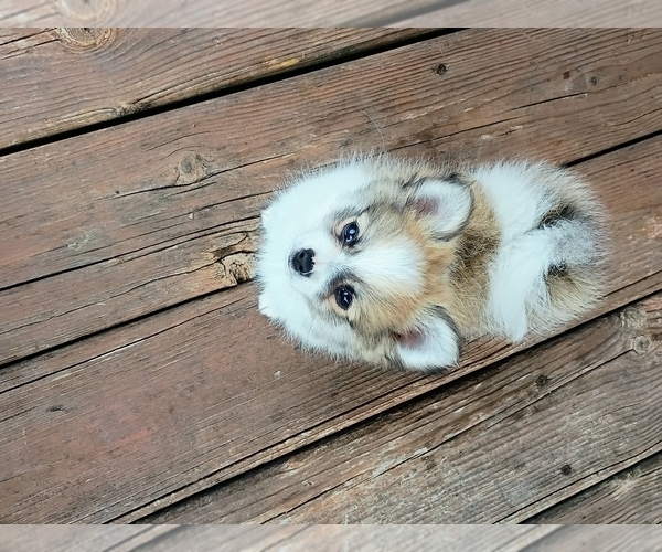 Medium Photo #6 Pomeranian Puppy For Sale in EAU CLAIRE, WI, USA