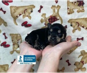 Schnauzer (Miniature) Puppy for sale in WINNSBORO, LA, USA