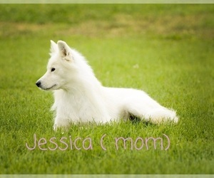 Mother of the Samoyed puppies born on 09/01/2022