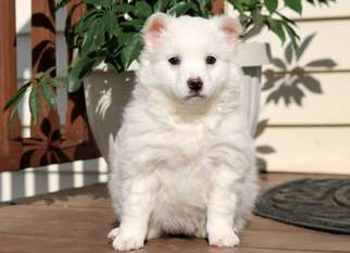 American Eskimo Dog Puppy for sale in MOUNT JOY, PA, USA
