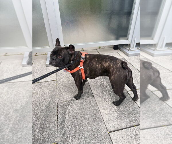 Medium Photo #6 French Bulldog Puppy For Sale in Brights Grove, Ontario, Canada