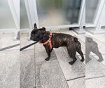 Small #5 French Bulldog