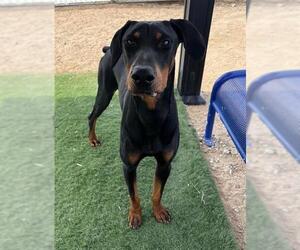 Doberman Pinscher Dogs for adoption in HESPERIA, CA, USA