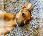 Small #3 American Staffordshire Terrier-German Shepherd Dog Mix