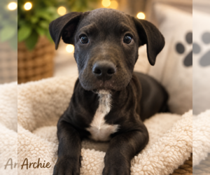 Labrador Retriever-Unknown Mix Dogs for adoption in Sterling, MA, USA