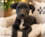 Small Labrador Retriever Mix