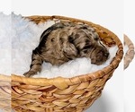 Small Photo #8 Goldendoodle Puppy For Sale in MCKINNEY, TX, USA