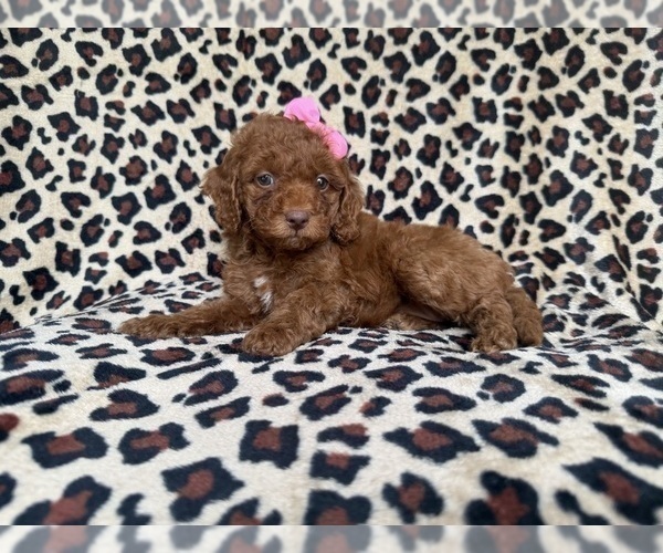 Medium Photo #3 Cockapoo (Miniature) Puppy For Sale in LAKELAND, FL, USA