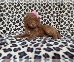 Small #2 Cockapoo (Miniature)