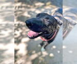 Small #5 Dutch Shepherd  Mix