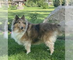 Small #1 Collie