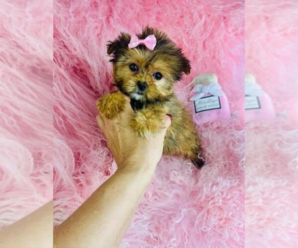 Medium Photo #12 ShihPoo Puppy For Sale in TAMPA, FL, USA