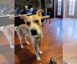 Small #3 American Pit Bull Terrier-Siberian Husky Mix
