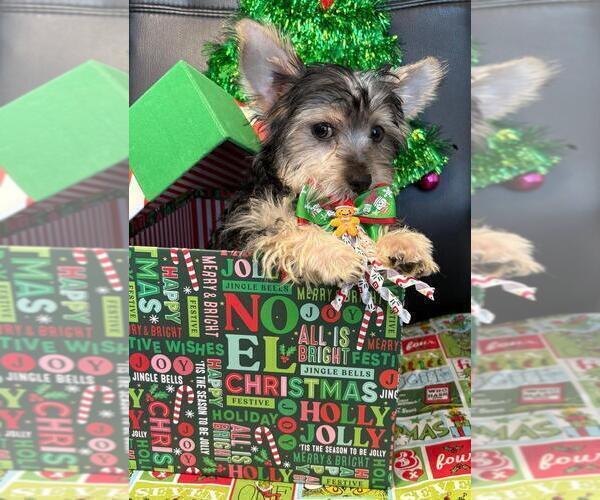 Medium Photo #4 Yorkshire Terrier Puppy For Sale in GREENWOOD, IN, USA