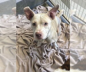 American Staffordshire Terrier-Unknown Mix Dogs for adoption in San Antonio, TX, USA