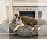 Small #17 American Pit Bull Terrier-Great Dane Mix