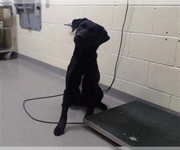 Medium Photo #1 Labrador Retriever Puppy For Sale in Denver, CO, USA