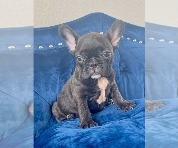 Medium Photo #4 French Bulldog Puppy For Sale in ATHERTON, CA, USA