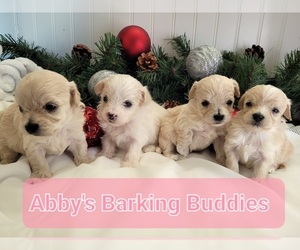 Maltese-Poodle (Toy) Mix Puppy for sale in GOLDSBORO, NC, USA