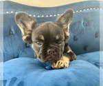 Small #15 French Bulldog