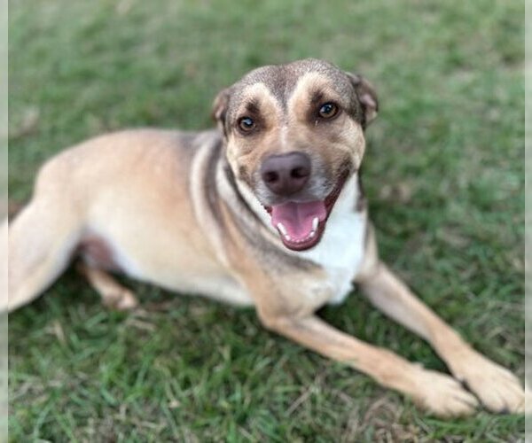 Medium Photo #4 Mutt Puppy For Sale in Eastman, GA, USA