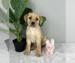 Small Photo #8 Labrador Retriever Puppy For Sale in FRANKLIN, IN, USA