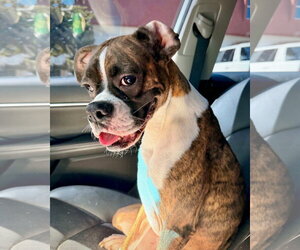 Boxer Dogs for adoption in Dumont, NJ, USA