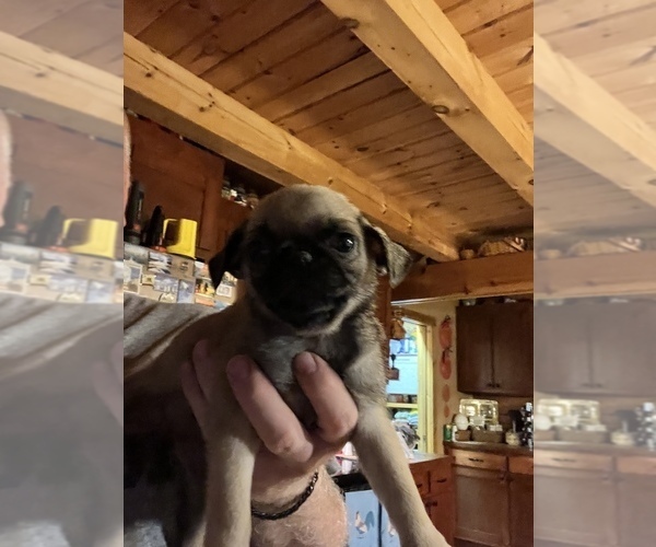Medium Photo #2 Pug Puppy For Sale in WILLIAMSBURG, VA, USA