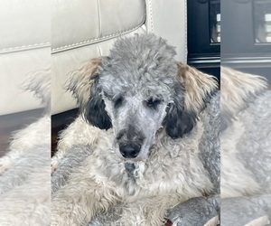 Poodle (Standard) Puppy for sale in CRAIG, NE, USA