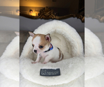 Small #8 Chihuahua