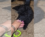 Small #8 Poodle (Toy)